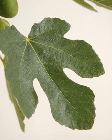 Ficus Common Fig Tree Carica