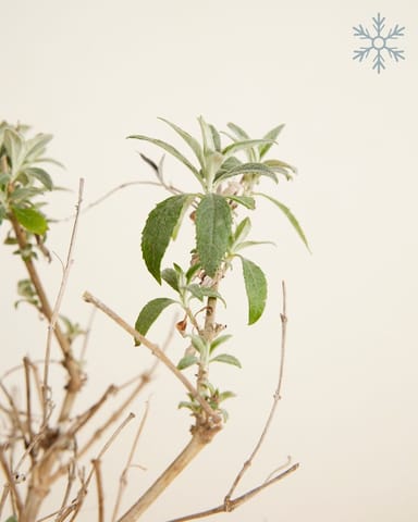 Buddleja Buddleia Butterfly Candy Little Purple