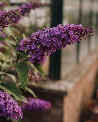 Buddleja Buddleia Butterfly Candy Little Purple