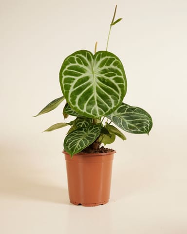 Anthurium Langue de feu Silver Blush
