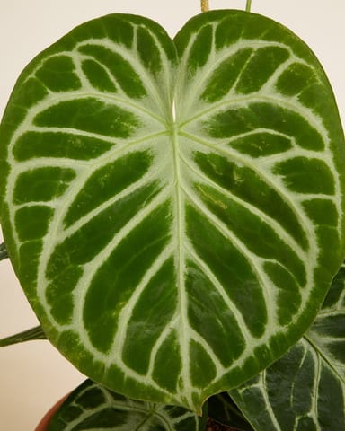 Anthurium Langue de feu Silver Blush