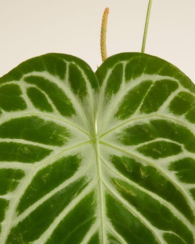 Anthurium Langue de feu Silver Blush