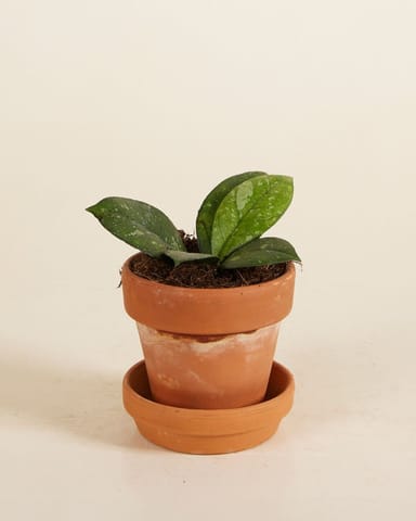 Baby Hoya Callistophylla Sabah