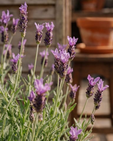 Lavandula Lavendel Stoechas Anouk