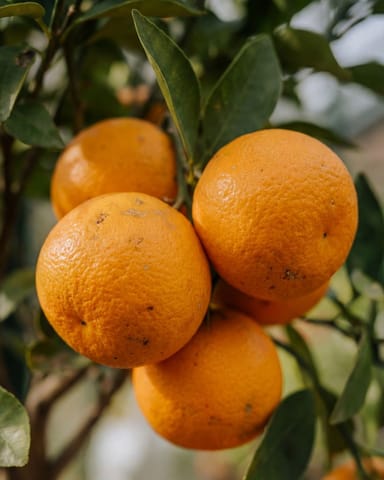 Citrus Sweet Orange Tree Sinensis