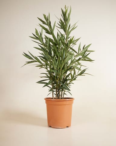 Nerium Laurier-rose Oleander Rose