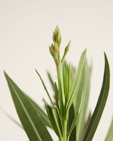 Nerium Laurier-rose Oleander Rose