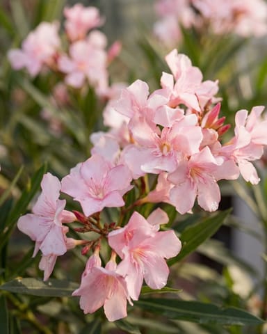 Nerium Laurier-rose Oleander Rose