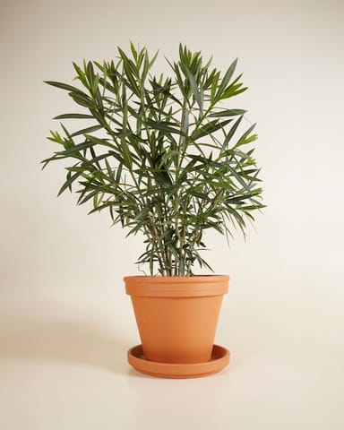 Nerium Adelfa Oleander Rojo
