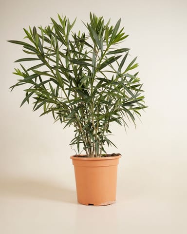 Nerium Adelfa Oleander Rojo