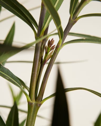 Nerium Adelfa Oleander Rojo