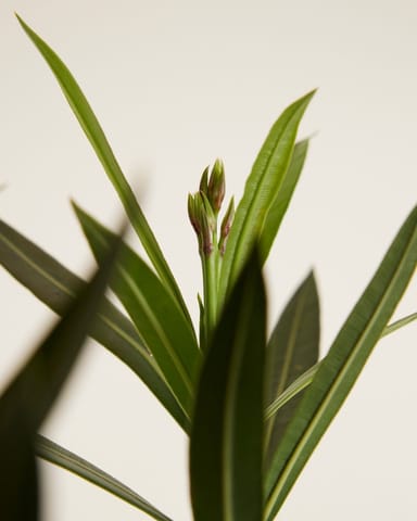 Nerium Adelfa Oleander Rojo