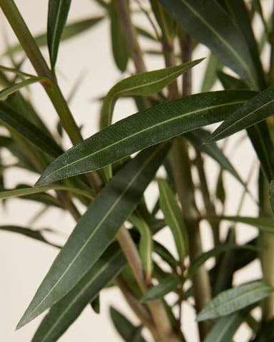 Nerium Oleander Oleander Weiß