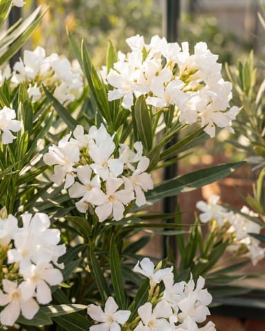 Nerium Oleander Oleander Weiß