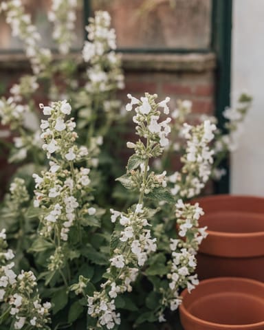 Nepeta Katzenminze Faassenii Snowflake