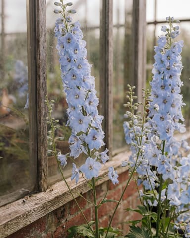 Delphinium Magic Fountains Sky Blue