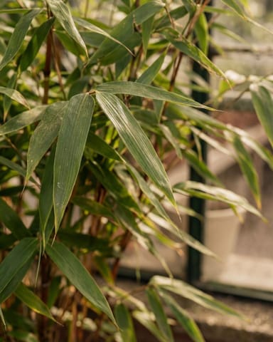 Fargesia Rufa