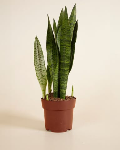 Sansevieria African Spear Plant Zeylanica