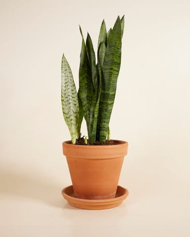 Sansevieria African Spear Plant Zeylanica