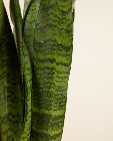 Sansevieria African Spear Plant Zeylanica