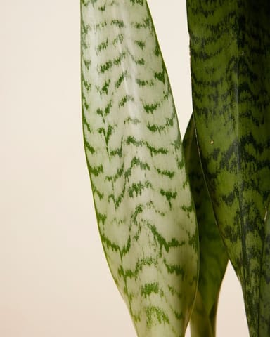 Sansevieria African Spear Plant Zeylanica