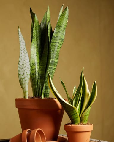 Sansevieria African Spear Plant Zeylanica