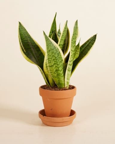 Baby Sansevieria Snake Plant Futura Superba