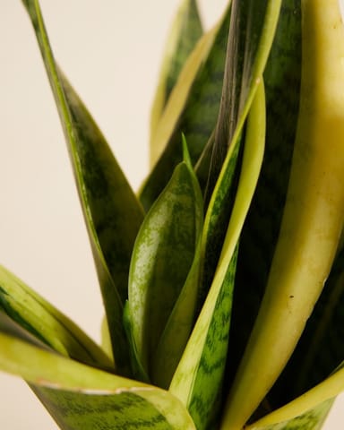 Baby Sansevieria Snake Plant Futura Superba