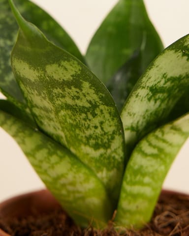 Baby Sansevieria Snake Plant Hahnii