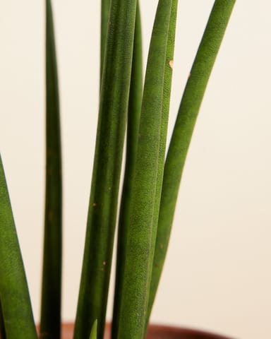 Baby Sansevieria Snake Plant Mikado