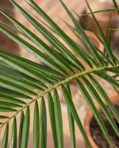 Phoenix Kanarische Dattelpalme Canariensis