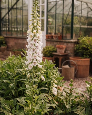 Digitalis Digitale Blanche Dalmatienne Purpurea Dalmatian White