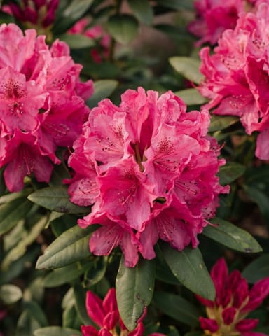 Rhododendron Dwergrododendron Bloombux' Magenta