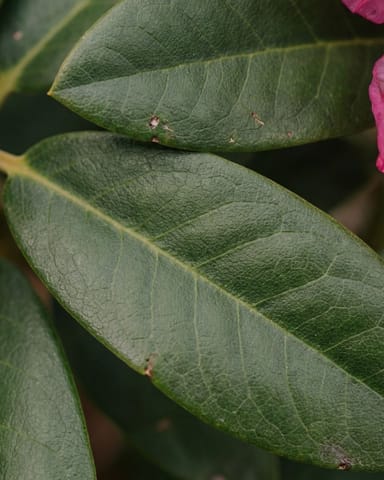 Rhododendron Dwergrododendron Bloombux' Magenta