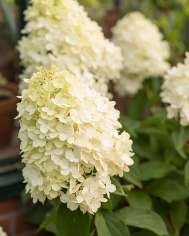 Hydrangea Paniculata 'Hercules'