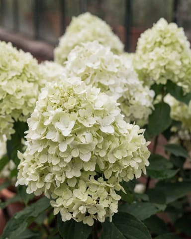Hydrangea Hortensia Paniculata 'Little Spooky'