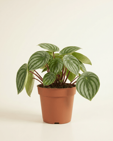 Peperomia Radiator plant Argyreia