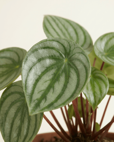 Peperomia Radiator plant Argyreia