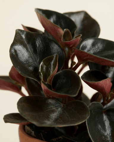 Baby Peperomia Rattenstaartje Colombiana