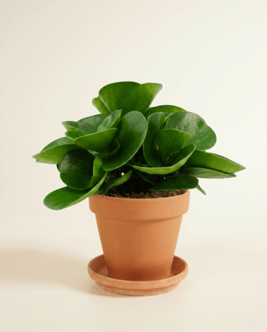 Peperomia Peperomia Obtusifolia