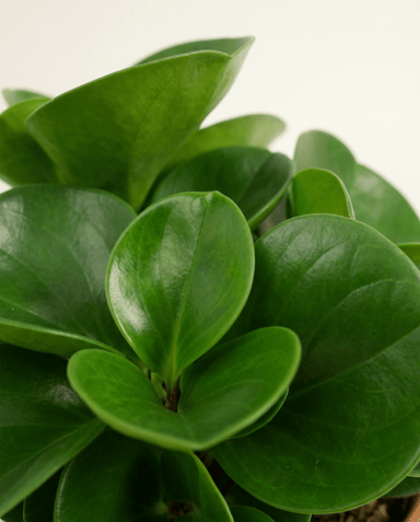 Peperomia Peperomia Obtusifolia