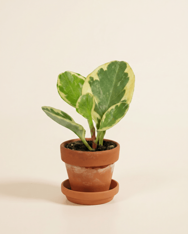 Baby Peperomia Rattenstaartje Obtusifolia