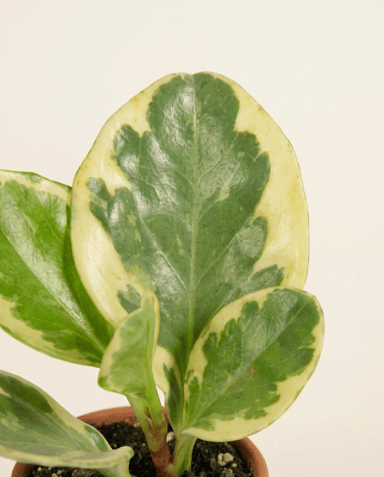 Baby Peperomia Rattenstaartje Obtusifolia