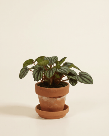 Baby Peperomia Zwergpfeffer Picollo Banda