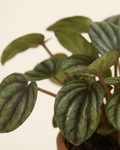 Baby Peperomia Zwergpfeffer Picollo Banda