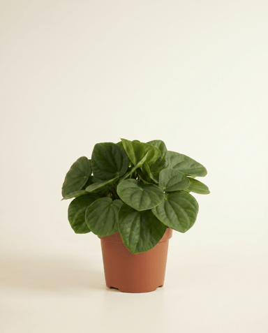 Peperomia Zwergpfeffer Rana Verde