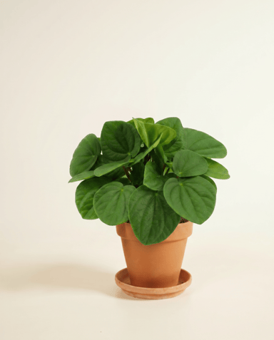 Peperomia Zwergpfeffer Rana Verde