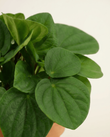 Peperomia Zwergpfeffer Rana Verde