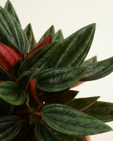 Peperomia Zwergpfeffer Rosso