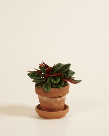 Baby Peperomia Peperomia Rosso